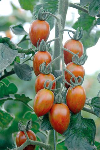 Photo de variété de fleurs à utiliser comme: Pot, Plante à massif, patio Solanum lycopersicum (pomodoro) Datterino striato