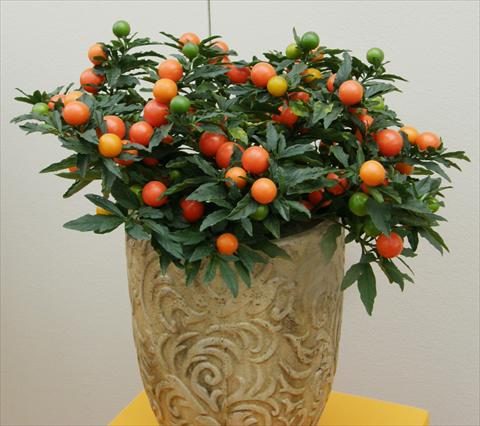 Photo de variété de fleurs à utiliser comme: Pot et Plante à massif Solanum pseudocapsicum Sultain a frutto grande