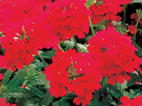 Photo de variété de fleurs à utiliser comme: Pot, patio, Suspension Verbena Superbena Bushy Crimson