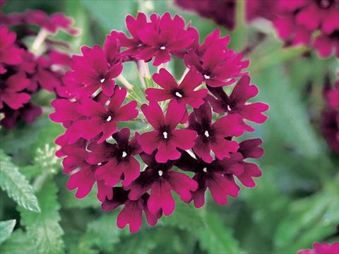 Photo de variété de fleurs à utiliser comme: Pot, patio, Suspension Verbena Superbena Bushy Merlot