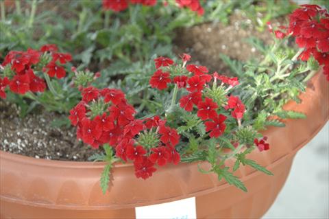 Photo de variété de fleurs à utiliser comme: Pot, patio, Suspension Verbena Vepita Fire Red