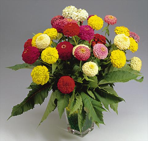 Photo de variété de fleurs à utiliser comme: Plante à massif/ plante de bordure Zinnia elegans a fiore piccolo mix