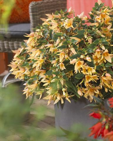 Photo de variété de fleurs à utiliser comme: Plante à massif, pot ou Suspension Begonia Crakling Fire Creamy Yellow