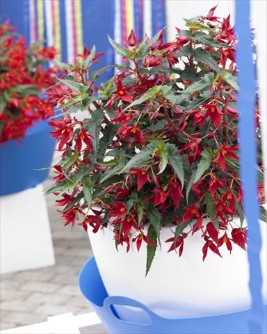 Photo de variété de fleurs à utiliser comme: Plante à massif, pot ou Suspension Begonia Crakling Fire Dark Red