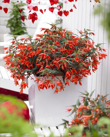 Photo de variété de fleurs à utiliser comme: Plante à massif, pot ou Suspension Begonia Crakling Fire Orange Red