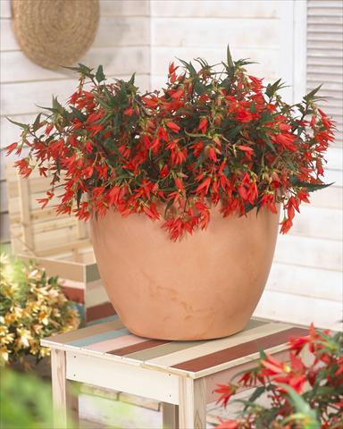 Photo de variété de fleurs à utiliser comme: Plante à massif, pot ou Suspension Begonia Crakling Fire Orange