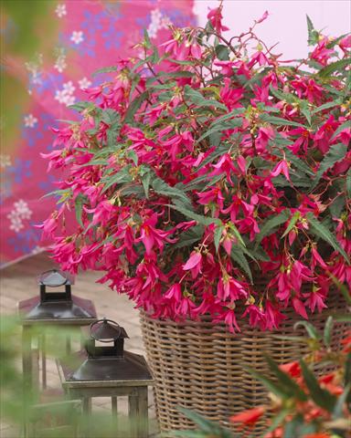 Photo de variété de fleurs à utiliser comme: Plante à massif, pot ou Suspension Begonia Crakling Fire Pink