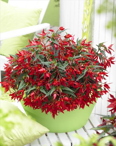 Photo de variété de fleurs à utiliser comme: Plante à massif, pot ou Suspension Begonia Crakling Fire Red