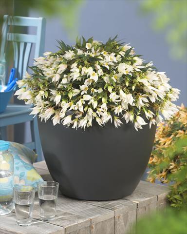 Photo de variété de fleurs à utiliser comme: Plante à massif, pot ou Suspension Begonia Crakling Fire White