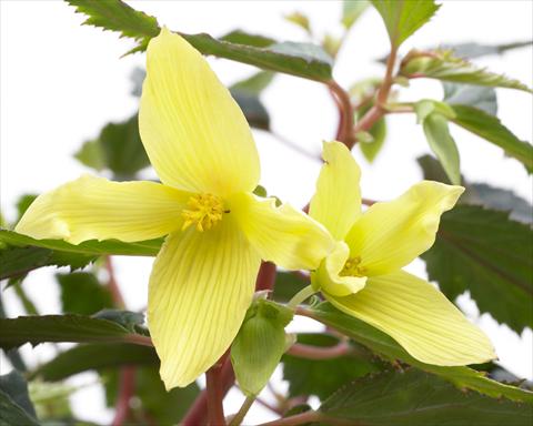 Photo de variété de fleurs à utiliser comme: Plante à massif, pot ou Suspension Begonia Crakling Fire Yellow