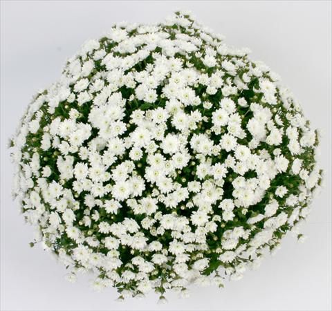 Photo de variété de fleurs à utiliser comme: Pot et Plante à massif Chrysanthemum Belgian Campina