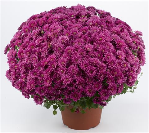Photo de variété de fleurs à utiliser comme: Pot et Plante à massif Chrysanthemum Belgian Erina Mauve