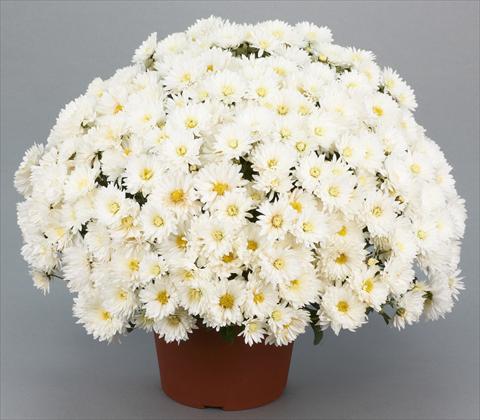 Photo de variété de fleurs à utiliser comme: Pot et Plante à massif Chrysanthemum Belgian Isaura White