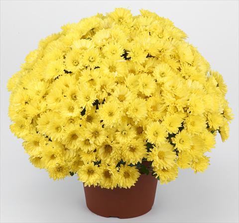 Photo de variété de fleurs à utiliser comme: Pot et Plante à massif Chrysanthemum Belgian Isaura Yellow
