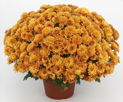 Photo de variété de fleurs à utiliser comme: Pot et Plante à massif Chrysanthemum Belgian Marjolein Orange