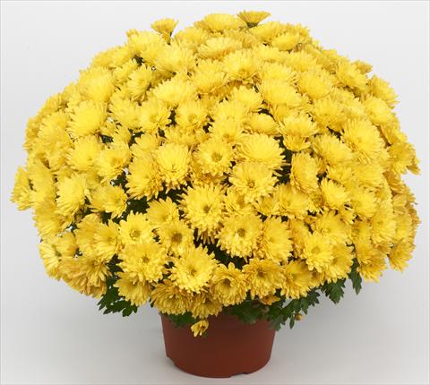 Photo de variété de fleurs à utiliser comme: Pot et Plante à massif Chrysanthemum Belgian Marjolein Yellow