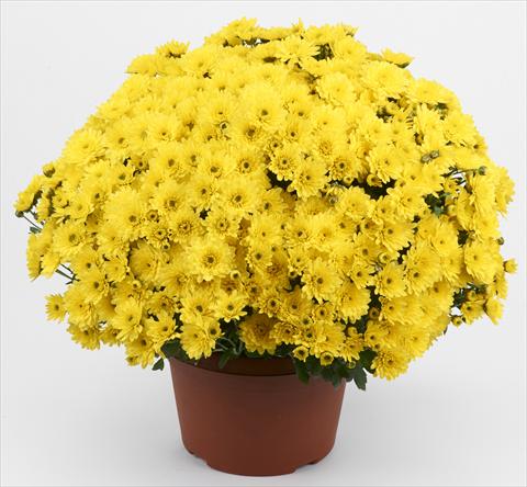 Photo de variété de fleurs à utiliser comme: Pot et Plante à massif Chrysanthemum Belgian Pikato