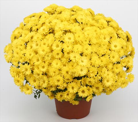 Photo de variété de fleurs à utiliser comme: Pot et Plante à massif Chrysanthemum Belgian Samini Jaune