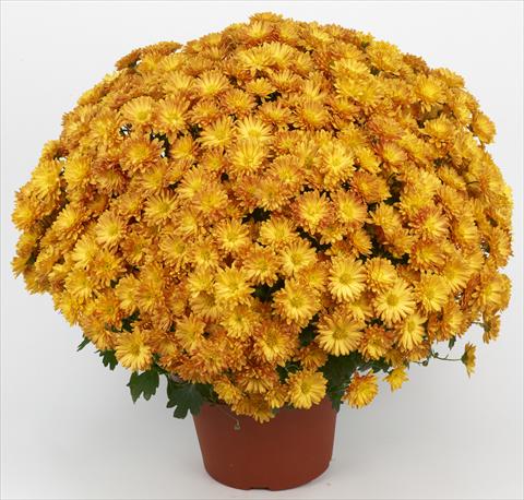 Photo de variété de fleurs à utiliser comme: Pot et Plante à massif Chrysanthemum Belgian Samini Orange