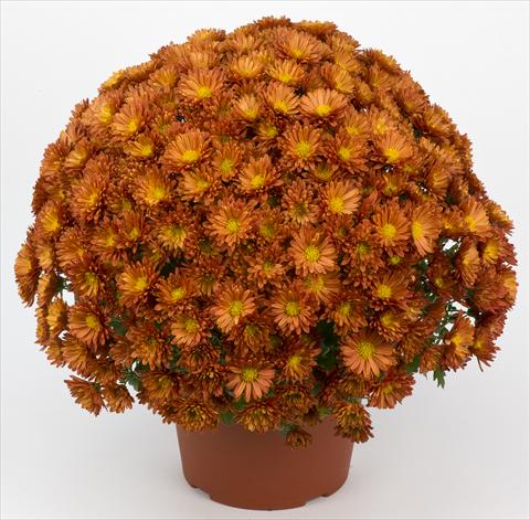 Photo de variété de fleurs à utiliser comme: Pot et Plante à massif Chrysanthemum Belgian Samini Rouge