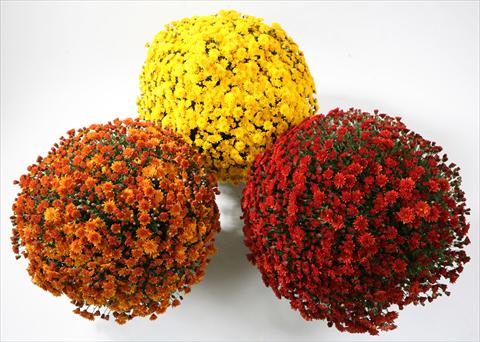 Photo de variété de fleurs à utiliser comme: Pot et Plante à massif Chrysanthemum Belgian Samini yellow red bronze