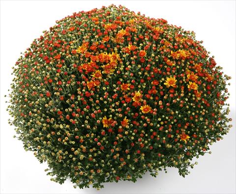 Photo de variété de fleurs à utiliser comme: Pot et Plante à massif Chrysanthemum Belgian Santana