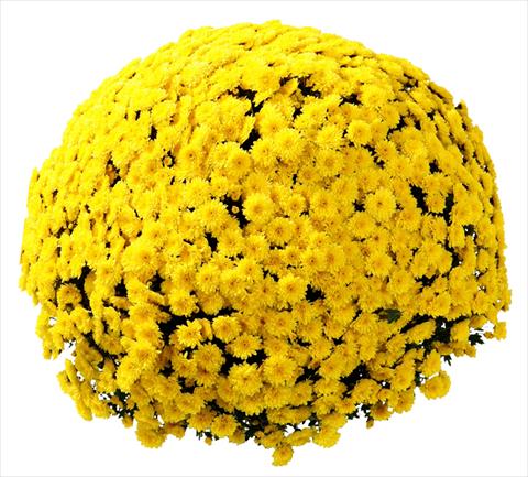 Photo de variété de fleurs à utiliser comme: Pot et Plante à massif Chrysanthemum Belgian Vittorio