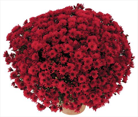 Photo de variété de fleurs à utiliser comme: Pot et Plante à massif Chrysanthemum Golette Balma Rouge