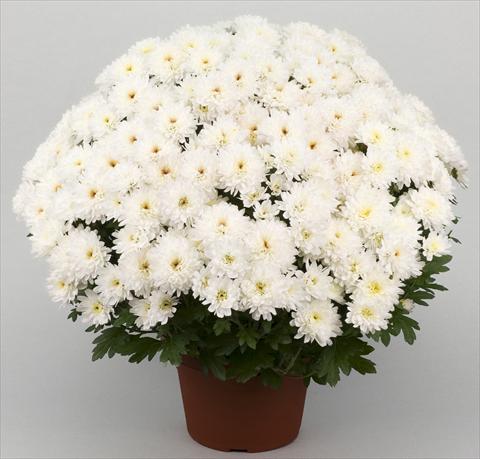 Photo de variété de fleurs à utiliser comme: Pot et Plante à massif Chrysanthemum Golette Borea Blanc