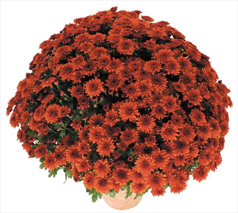 Photo de variété de fleurs à utiliser comme: Pot et Plante à massif Chrysanthemum Golette Borea Cuivre