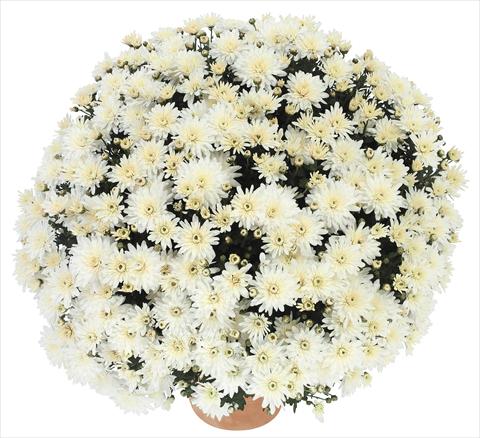 Photo de variété de fleurs à utiliser comme: Pot et Plante à massif Chrysanthemum Golette Burma Blanc