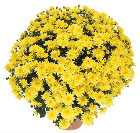 Photo de variété de fleurs à utiliser comme: Pot et Plante à massif Chrysanthemum Golette Burma Jaune