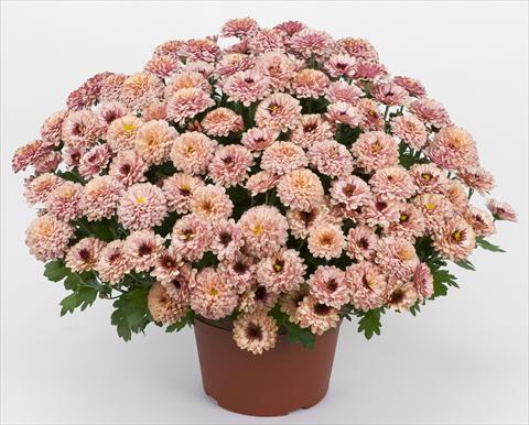 Photo de variété de fleurs à utiliser comme: Pot et Plante à massif Chrysanthemum Golette Rasta Cerise
