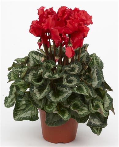 Photo de variété de fleurs à utiliser comme: Suspension / pot Cyclamen persicum Halios® Curly Écarlate
