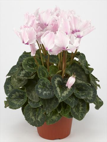 Photo de variété de fleurs à utiliser comme: Suspension / pot Cyclamen persicum Halios® Curly Fuchsia Clair e Flammé