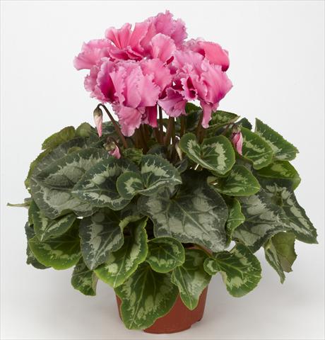 Photo de variété de fleurs à utiliser comme: Suspension / pot Cyclamen persicum Halios® Curly Fuchsia