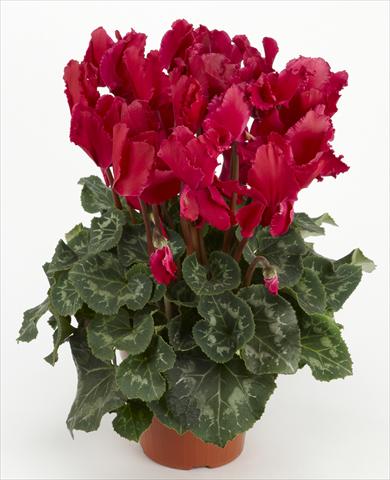 Photo de variété de fleurs à utiliser comme: Suspension / pot Cyclamen persicum Halios® Curly Magenta