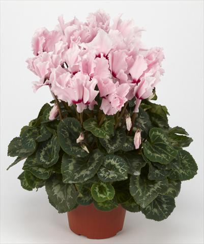 Photo de variété de fleurs à utiliser comme: Suspension / pot Cyclamen persicum Halios® Curly Rose Clair à Oeil rouge