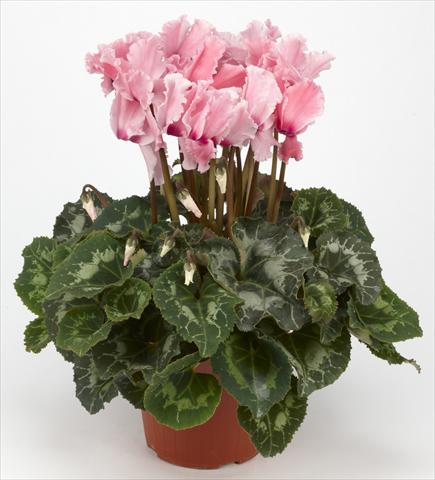 Photo de variété de fleurs à utiliser comme: Suspension / pot Cyclamen persicum Halios® Curly Rose saumoné e Flammé