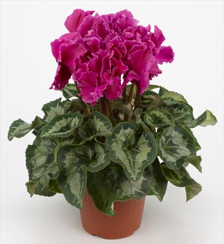 Photo de variété de fleurs à utiliser comme: Suspension / pot Cyclamen persicum Halios® Curly Violet Foncé liseré