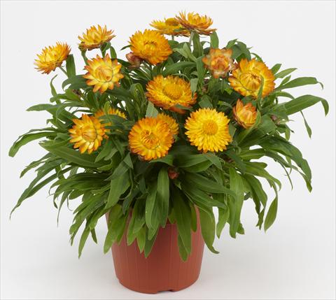 Photo de variété de fleurs à utiliser comme: Pot et Plante à massif Helichrysum (Bracteantha) Braxi Gold
