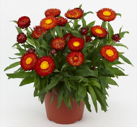 Photo de variété de fleurs à utiliser comme: Pot et Plante à massif Helichrysum (Bracteantha) Braxi Red