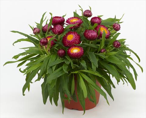 Photo de variété de fleurs à utiliser comme: Pot et Plante à massif Helichrysum (Bracteantha) Braxi Violet