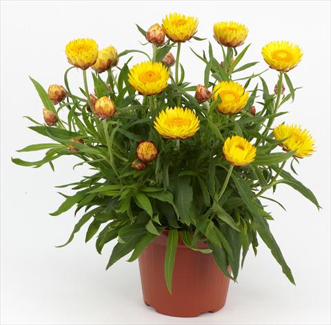 Photo de variété de fleurs à utiliser comme: Pot et Plante à massif Helichrysum (Bracteantha) Braxi Yellow
