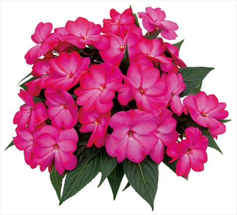 Photo de variété de fleurs à utiliser comme: Pot, Plante à massif, patio, Suspension Impatiens N. Guinea Paradise Nagena
