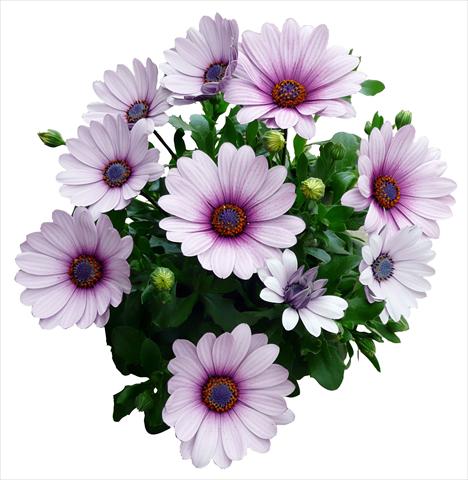 Photo de variété de fleurs à utiliser comme: Pot et Plante à massif Osteospermum Cape Daisy Purple Illumination