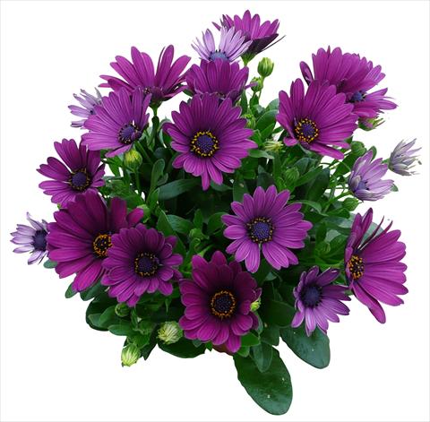 Photo de variété de fleurs à utiliser comme: Pot et Plante à massif Osteospermum Cape Daisy Purple