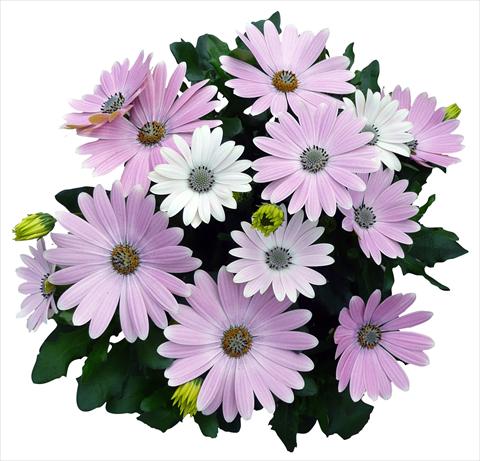 Photo de variété de fleurs à utiliser comme: Pot et Plante à massif Osteospermum Cape Daisy Softly Pink