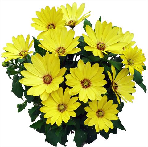 Photo de variété de fleurs à utiliser comme: Pot et Plante à massif Osteospermum Cape Daisy Yellow Halo