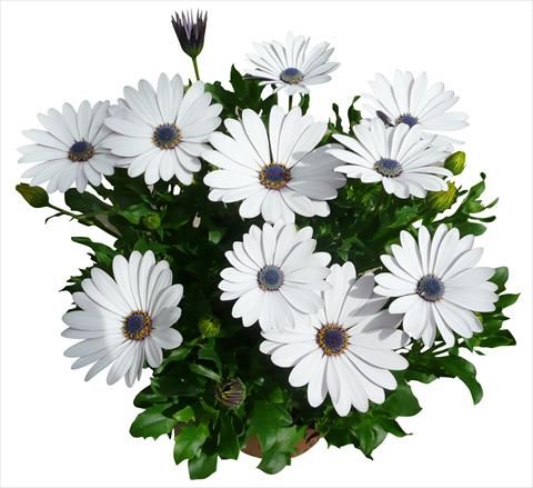 Photo de variété de fleurs à utiliser comme: Pot et Plante à massif Osteospermum Cape Daisy Zanzibar White
